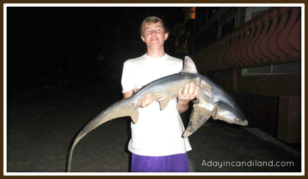 Shark pic @candilandco