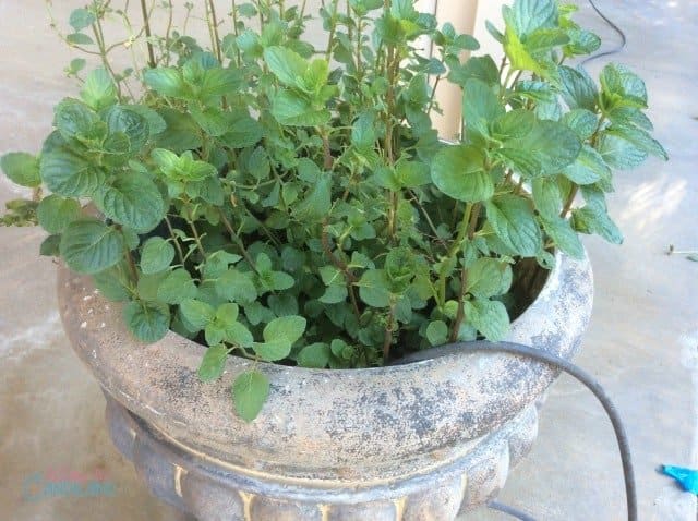 Chocolate Mint Herb Plant