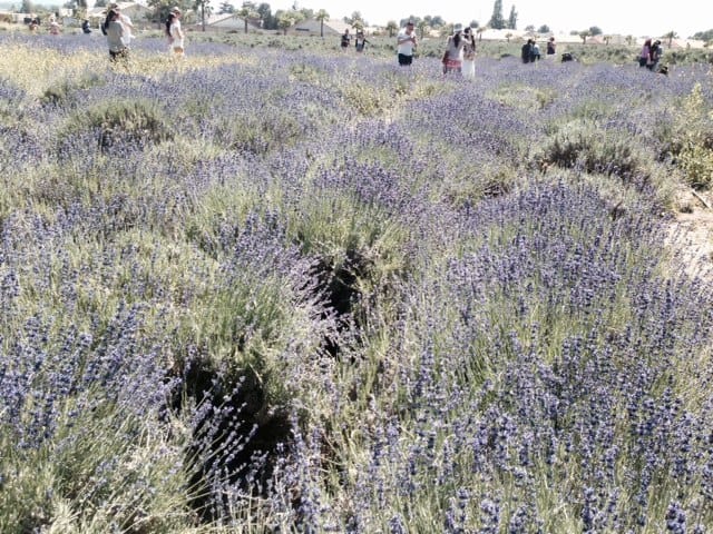 Lavender fields acres of Lavender