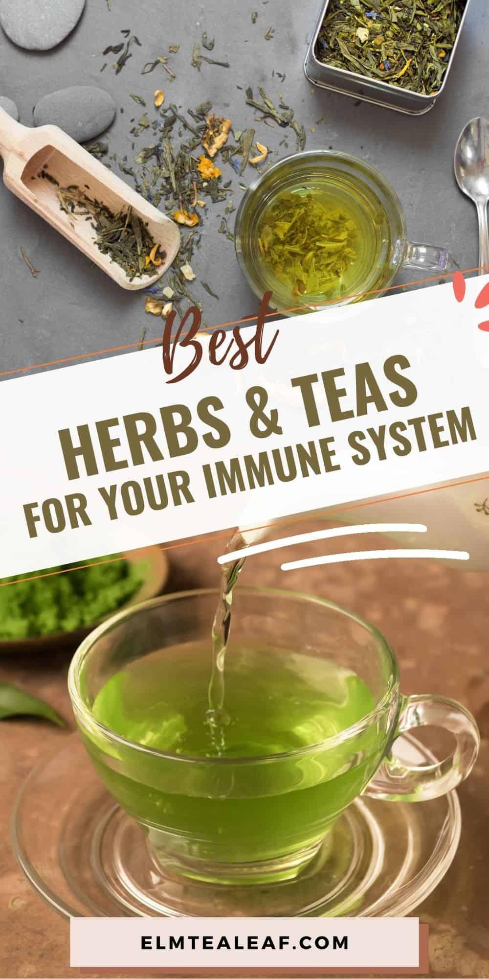 Best Herbs and Teas for Immune System A Day In Candiland