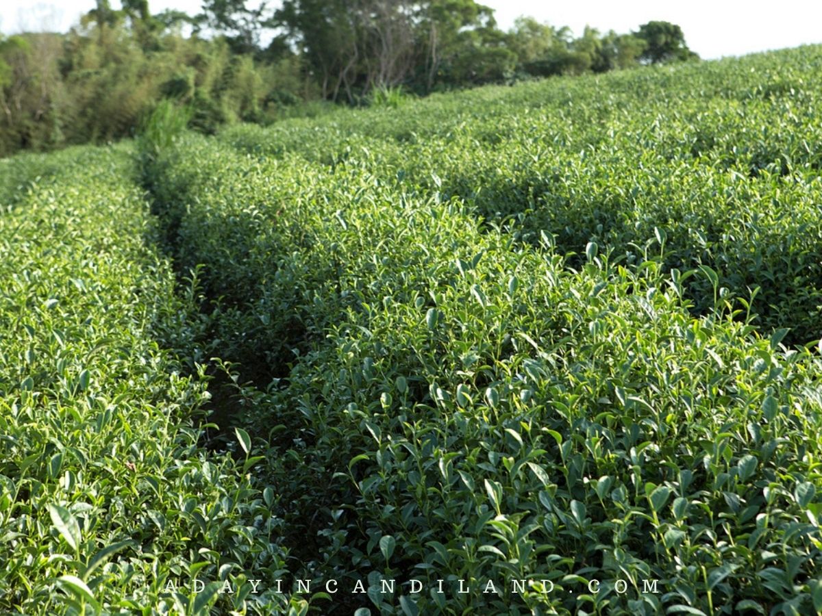 Fields of Herbs.