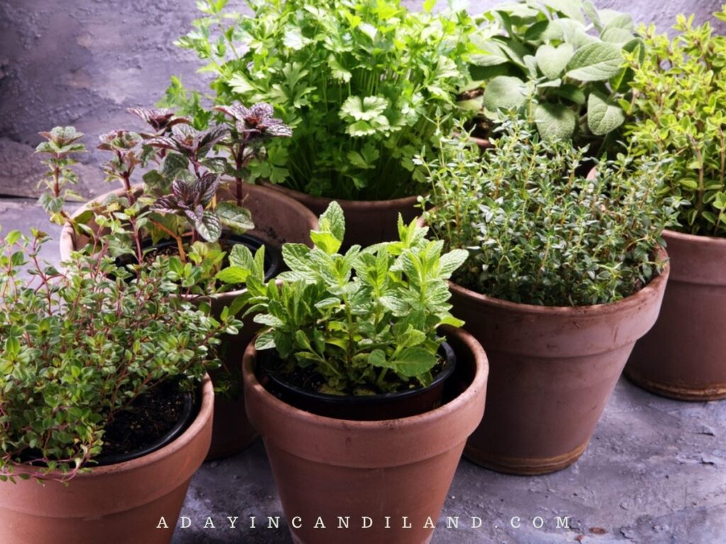 Planters for herbs for an herb garden.