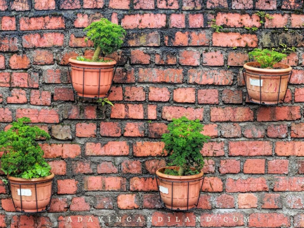 Wall of Herb Plants for an Herb Garden.