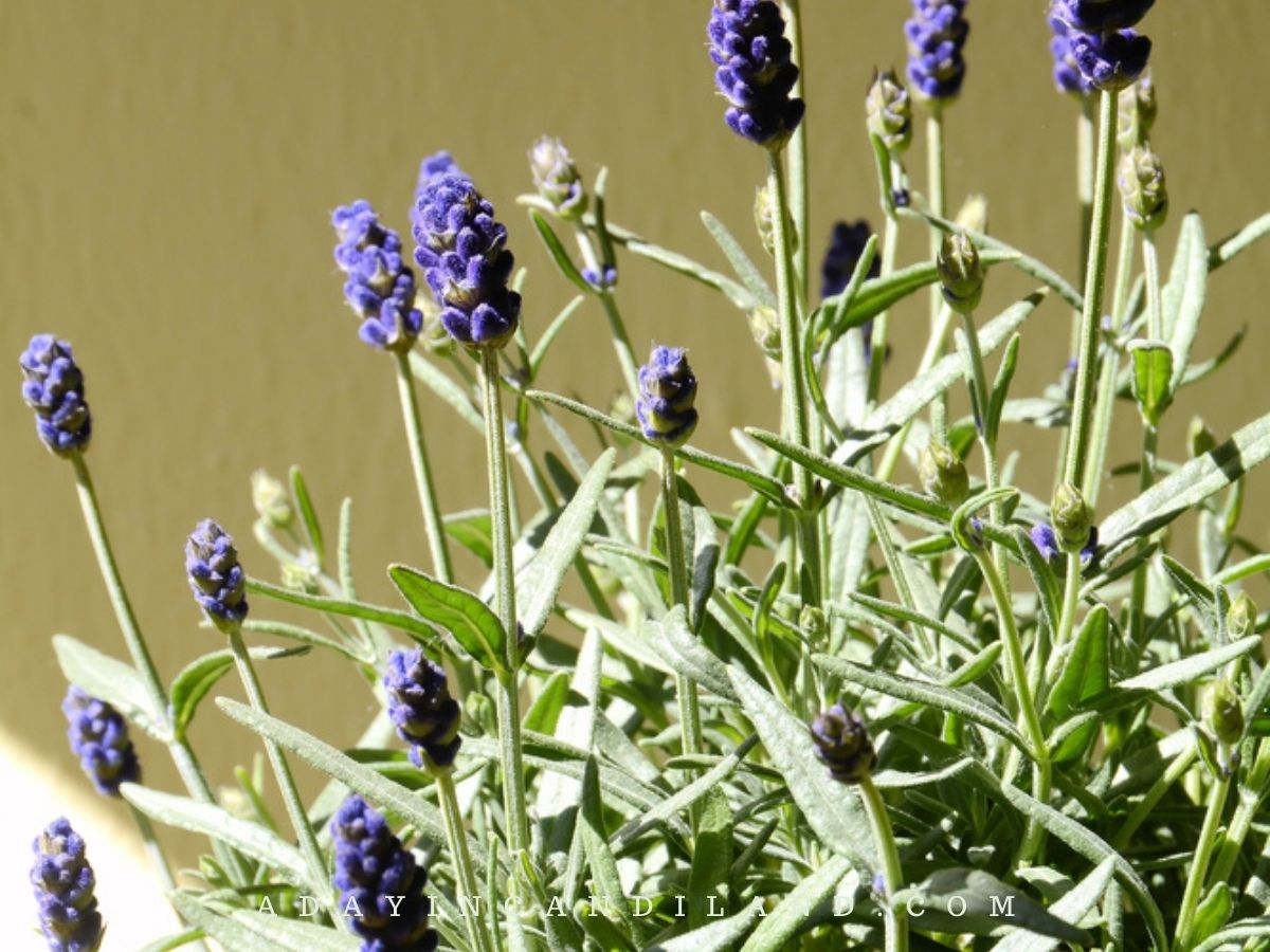 Lavender Plant for an Herb Garden. 