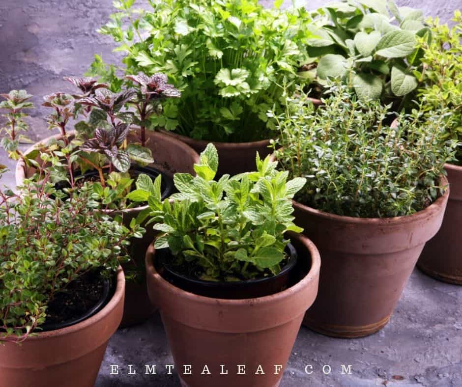 Pots of Tea Herbs 