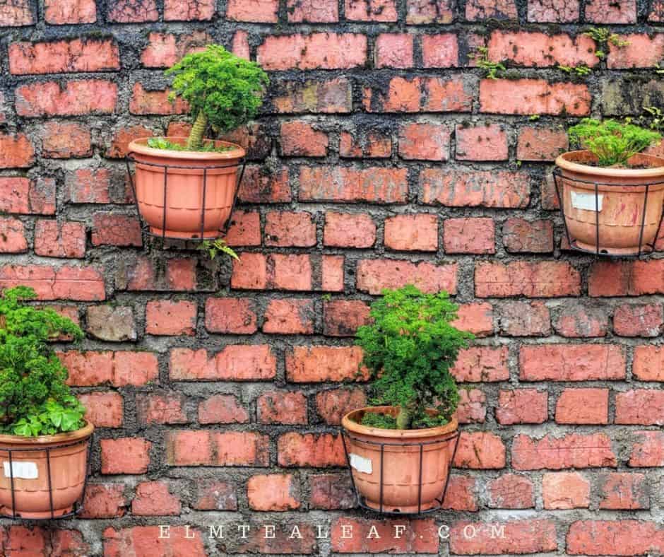 Wall with potted herbs