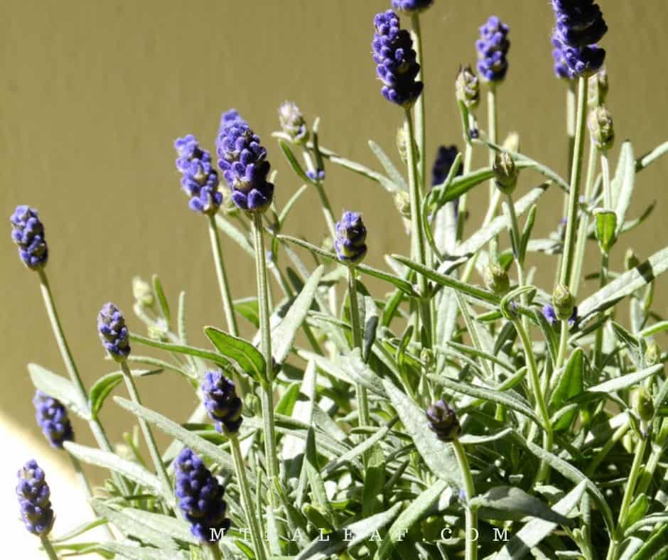 Lavender Plant Herb 