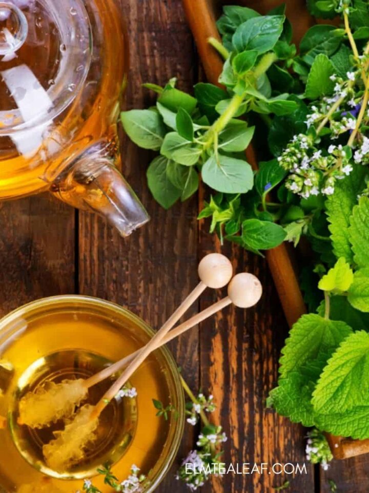 Tea Education - A Day In Candiland