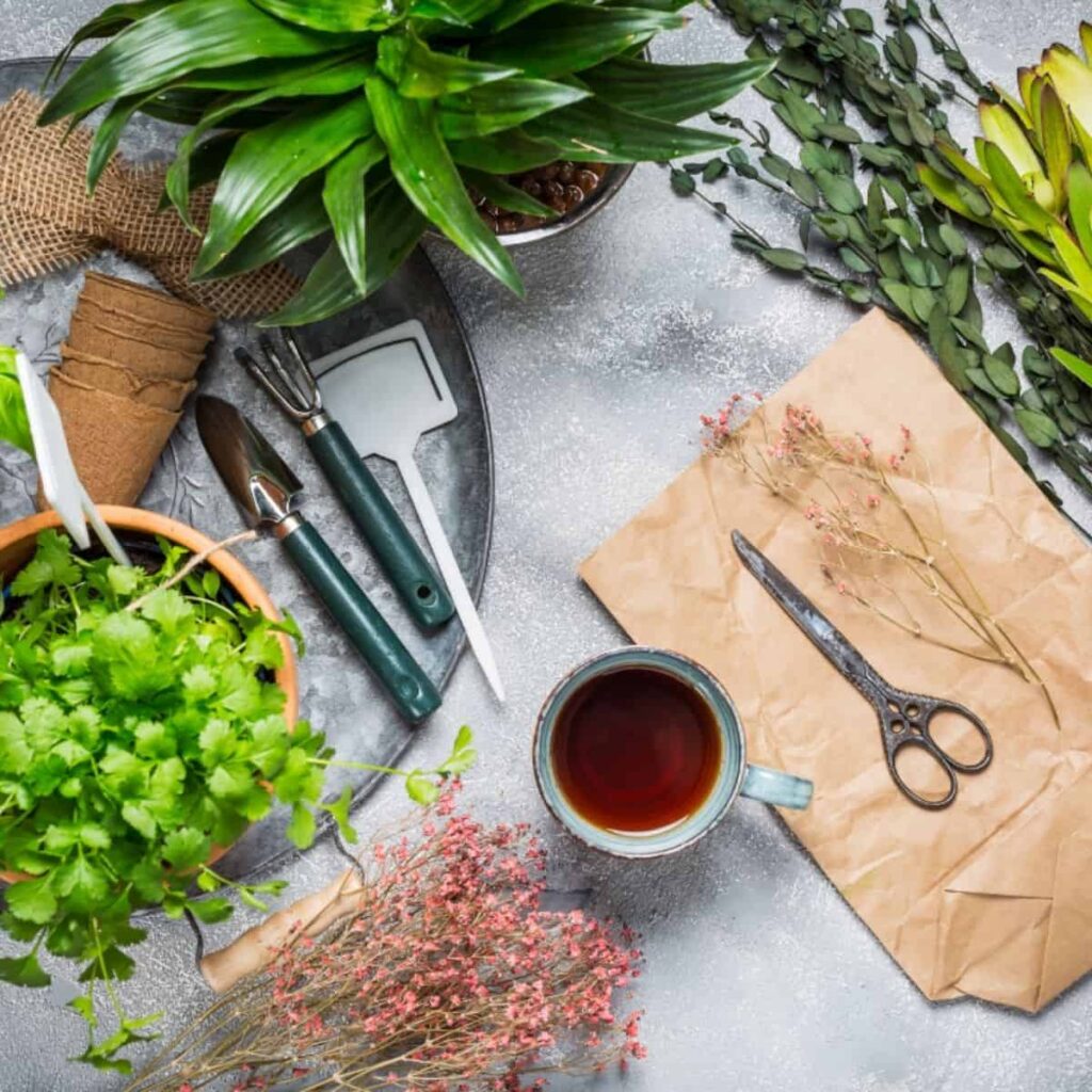 Plants and herbs for tea garden 