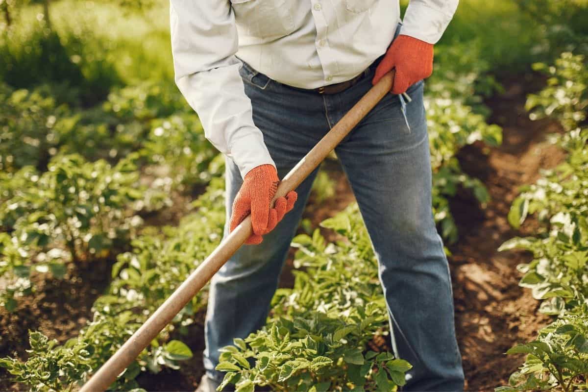 How To Grow Black Tea.