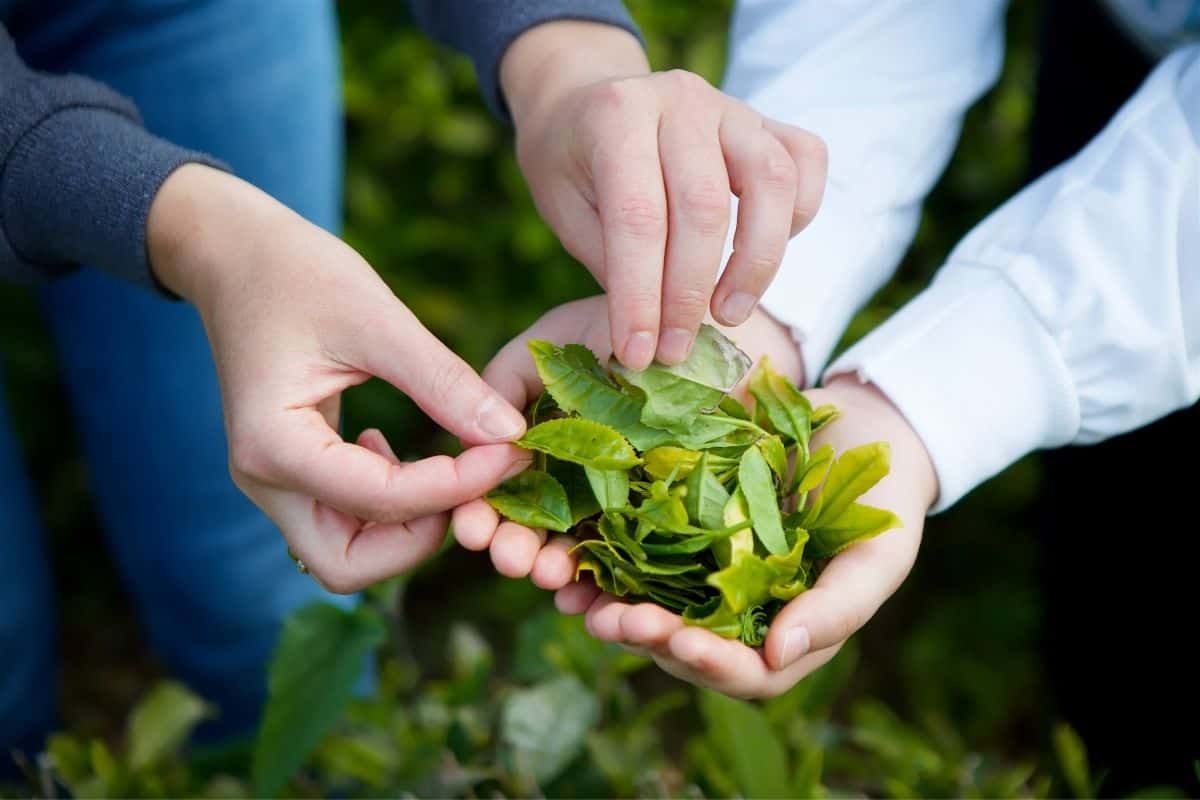 black tea plant leaves