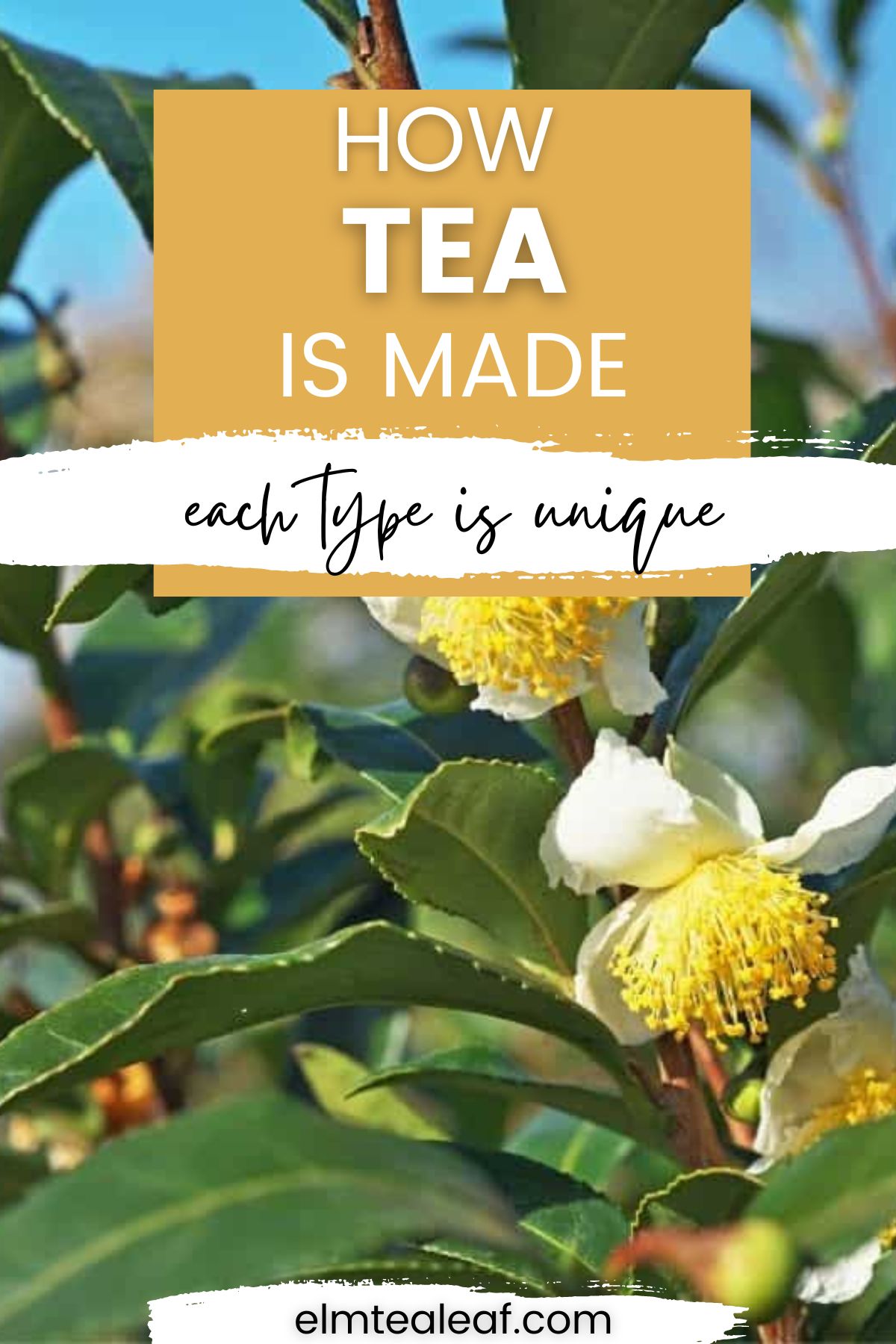 Tea Plant How Tea Is Made