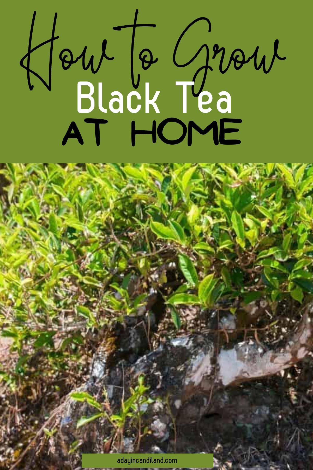 Growing Black Tea. Plants on a hillside. 