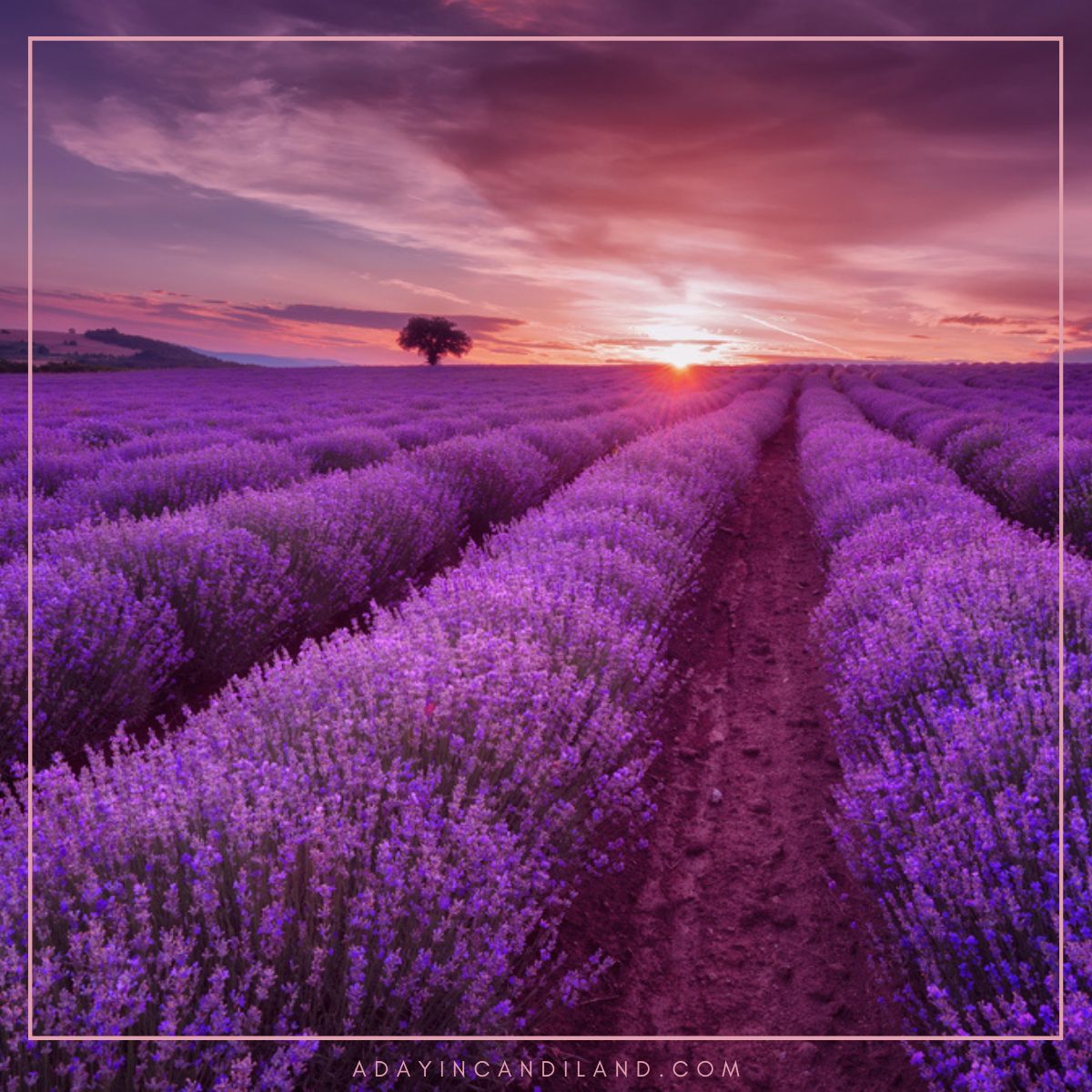 Lavender Fields. 