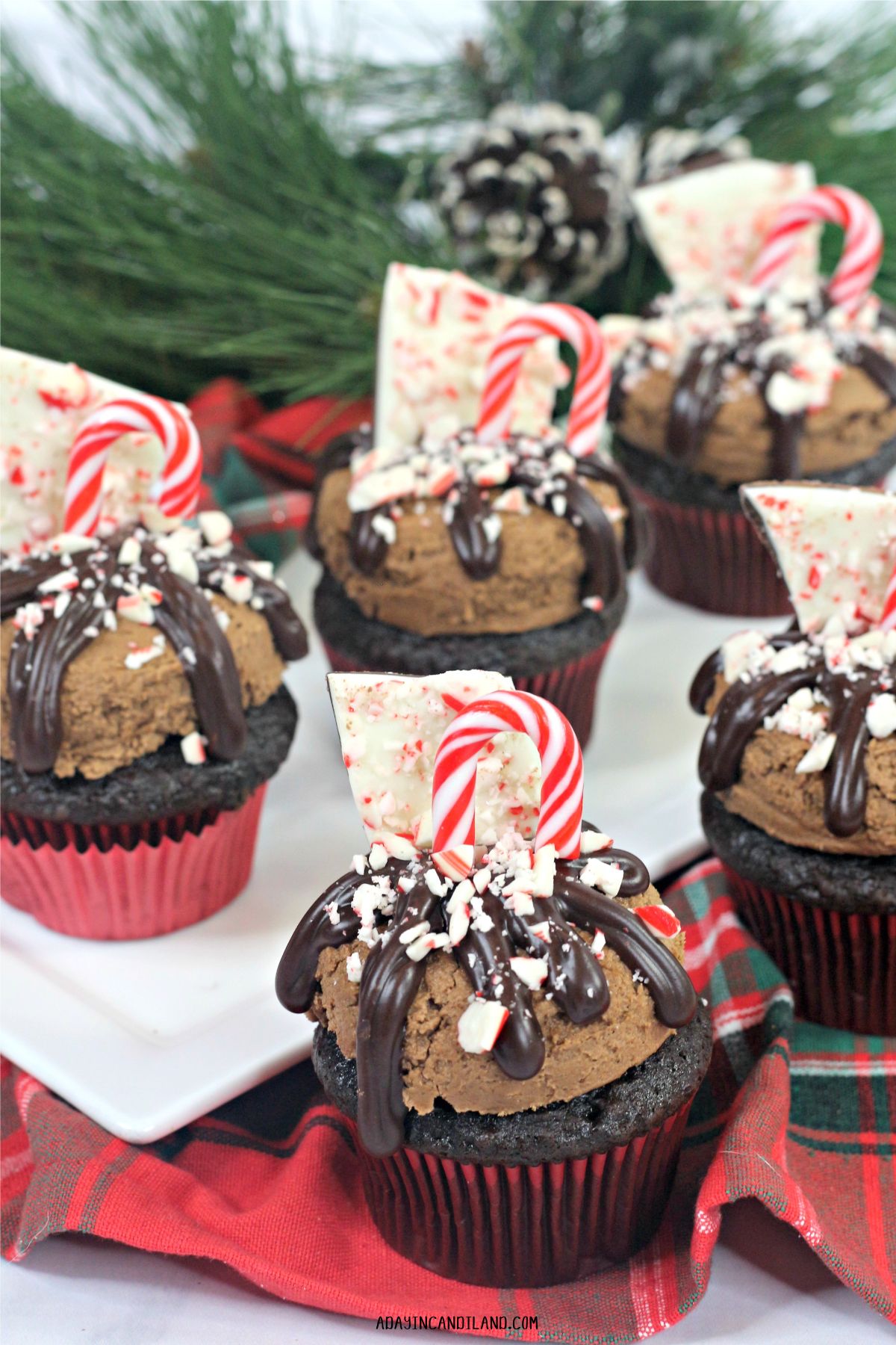 5 Chocolate Cupcakes with Peppermint Bark and a candy cane. 