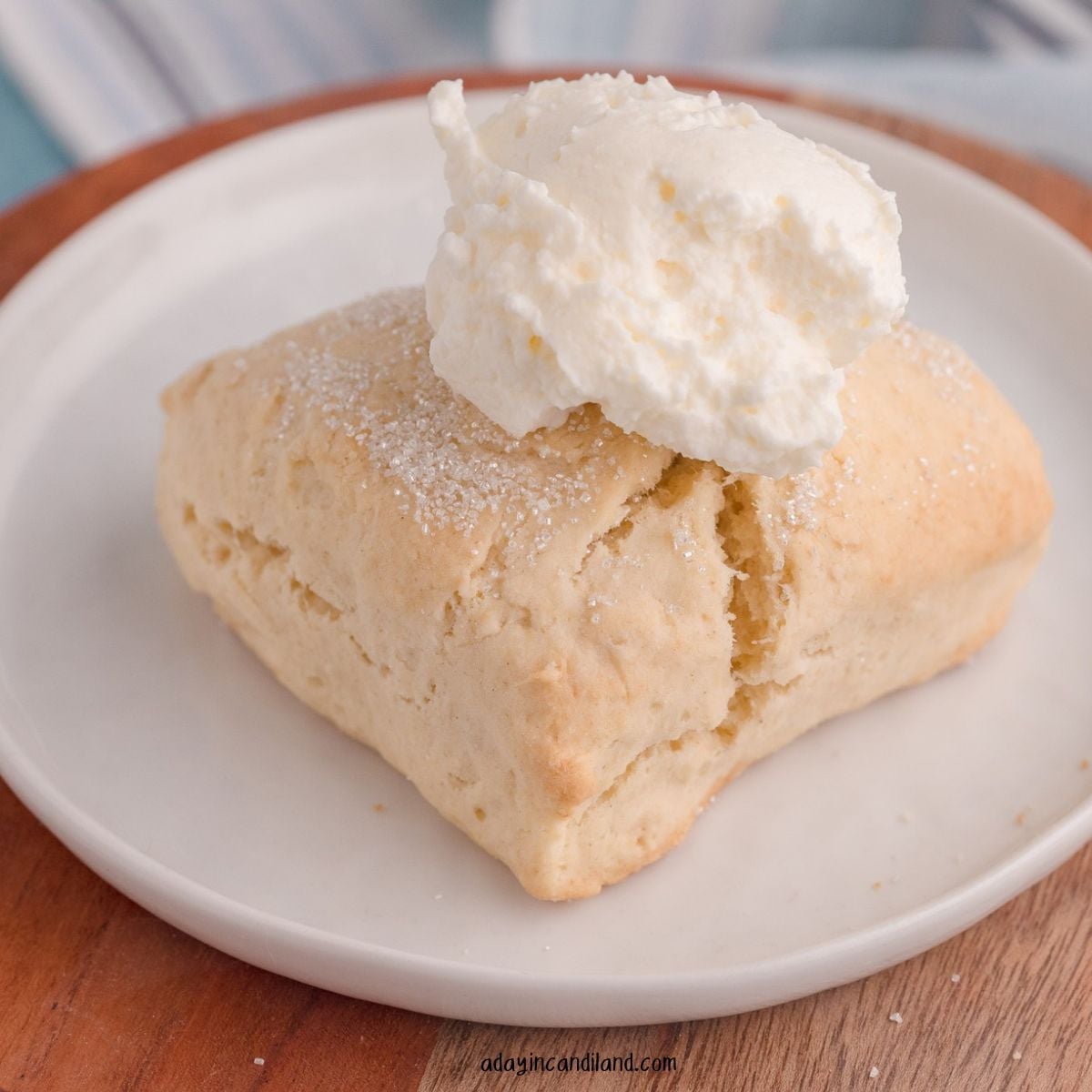 Cream scone on a plate with clotted cream on top.