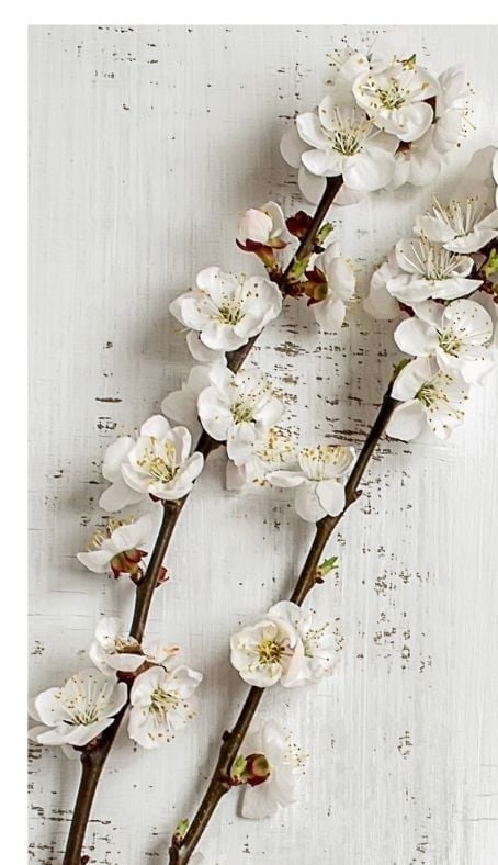 A branch of delicate white blossoms laid across a whitewashed wooden table.